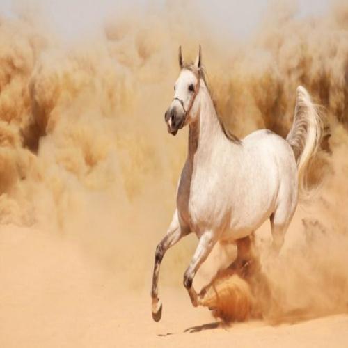 Ибн Сириний зүүдэнд байгаа морь