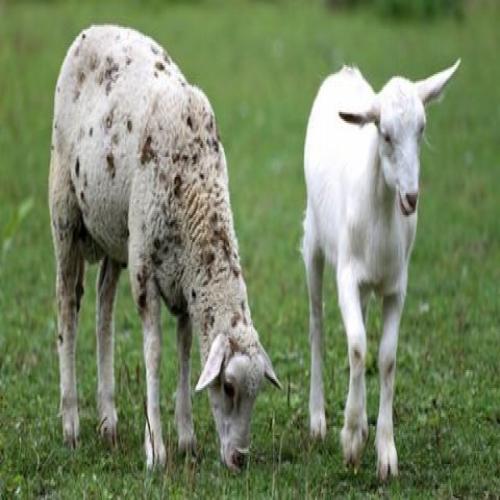 Interpretació de les ovelles en un somni