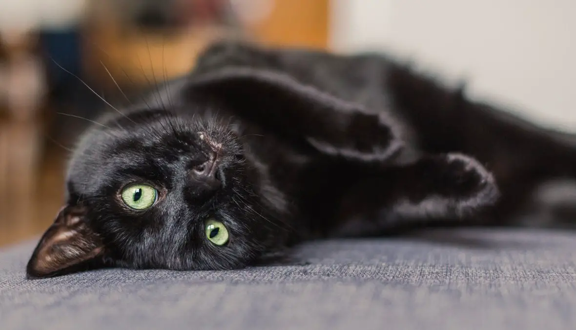 القطة السوداء في المنزل - تفسير الاحلام اون لاين