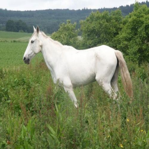 Tolkning av att se en vit häst i en dröm