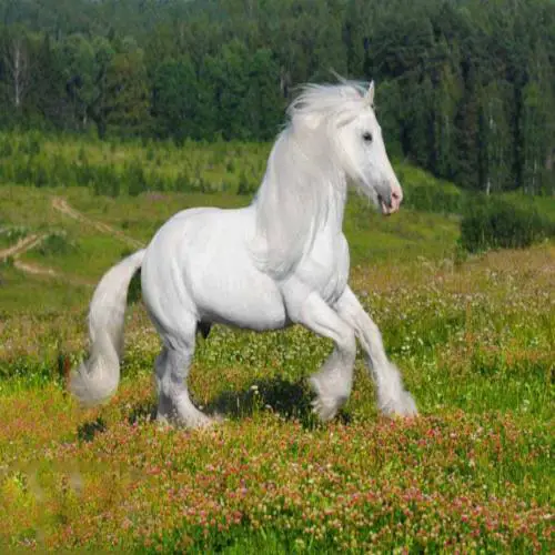 En hvit hest i en drøm