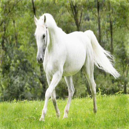 Att se en vit häst i en dröm