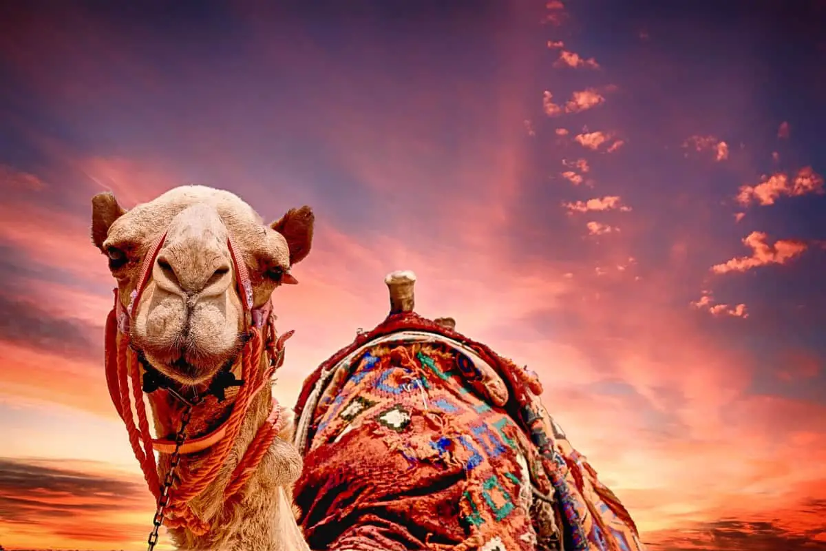 En kamel jager mig i en drøm af Ibn Sirin 2 - Fortolkning af drømme online