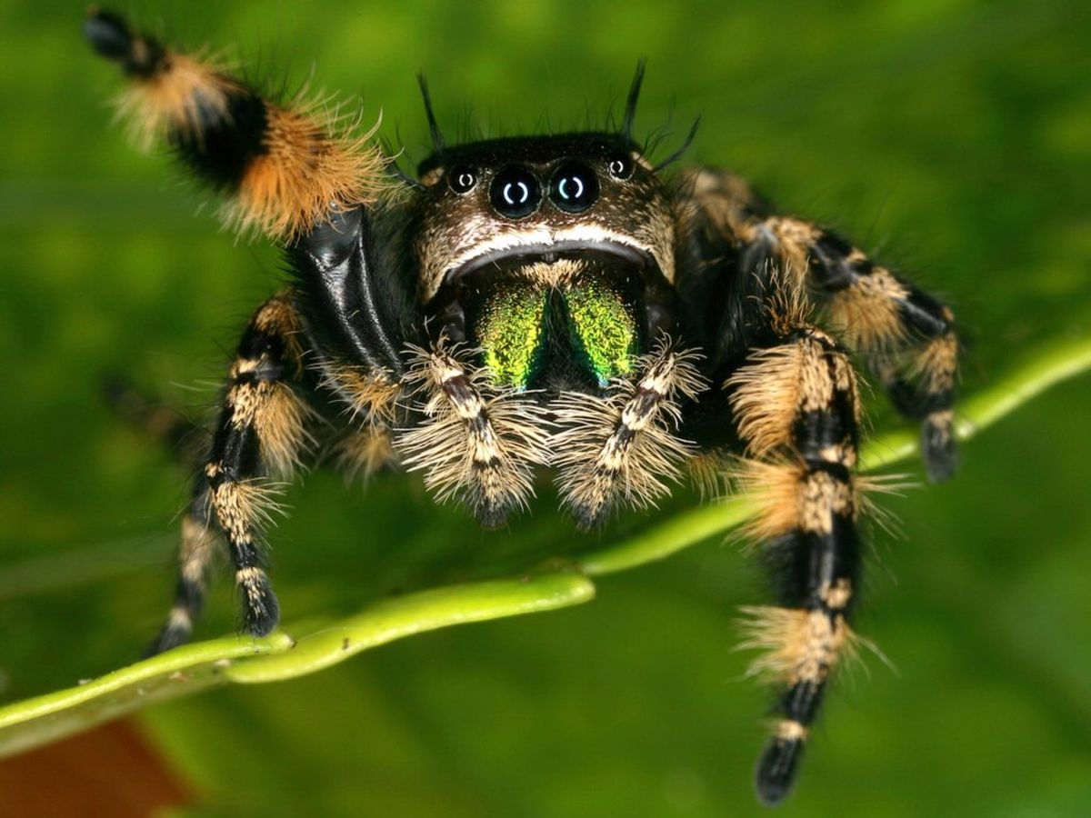 Pequeñas arañas en un sueño 1 - Interpretación de los sueños en línea