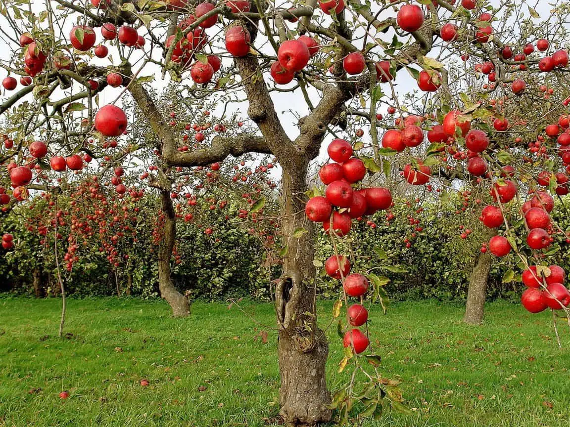 Äppelträd i en dröm