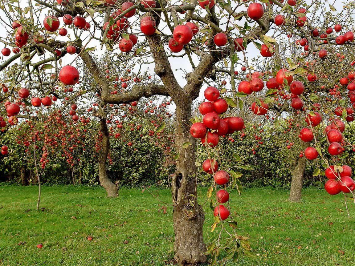 Խնձորի ծառ երազում