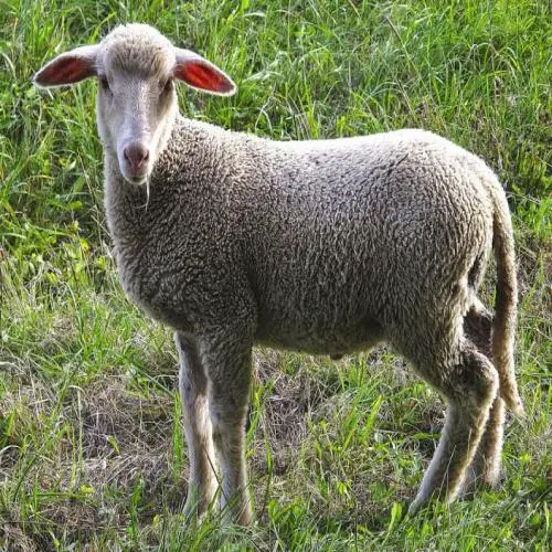 Хонины тухай мөрөөдлийн тайлбар