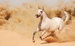 الحصان في المنام لابن سيرين