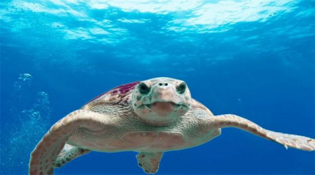 السلحفاة في المنام للعزباء