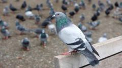 رؤية الحمام في المنام للمتزوجة