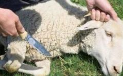 تفسير ذبح الخروف في المنام