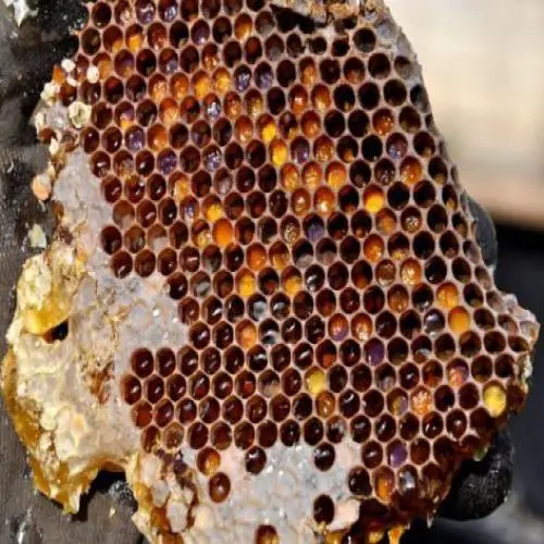  النحل في المنام - تفسير الاحلام اون لاين
