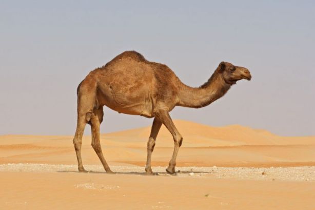 رؤية الجمل يطاردني في المنام لابن سيرين
