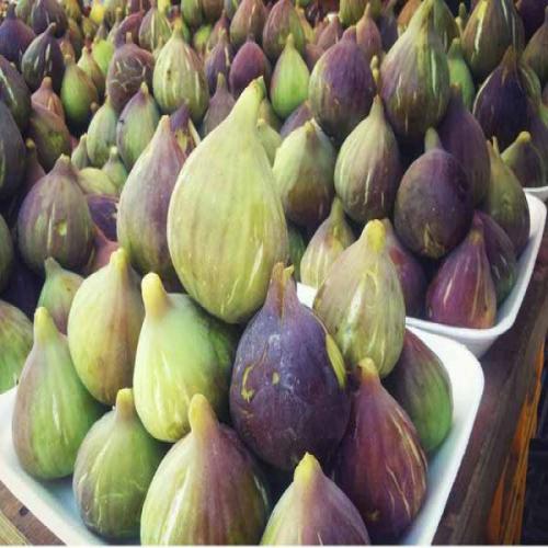 شراء التين في المنام