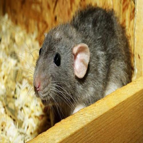 ما هو تفسير الجرذان والفئران في المنام لابن سيرين تفسير الاحلام اون لاين