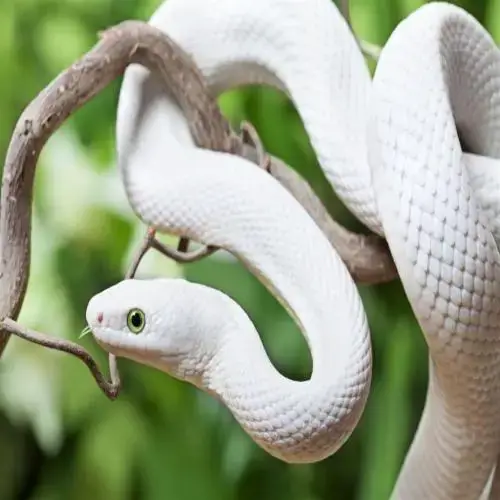 Hvid slange i en drøm