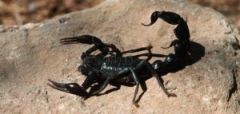 Interpretació d'un escorpí negre en un somni