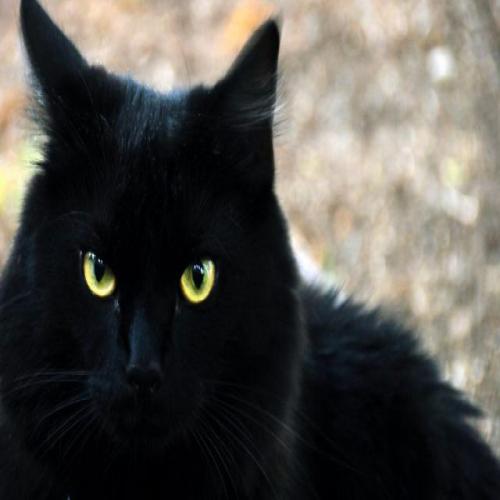 Tolkning av en svart katt i en dröm
