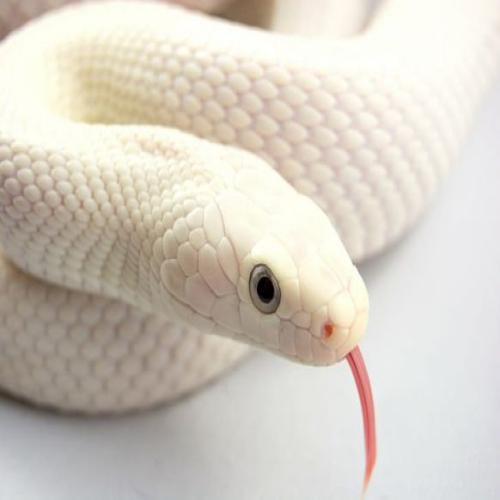Tolkning av en dröm om en vit orm