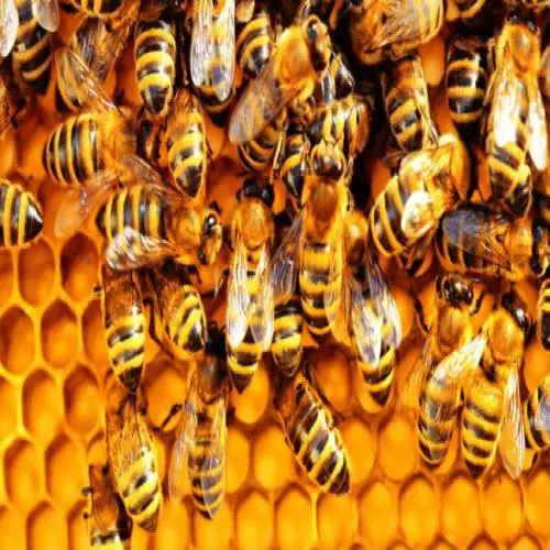 Fortolkning af en drøm om bier
