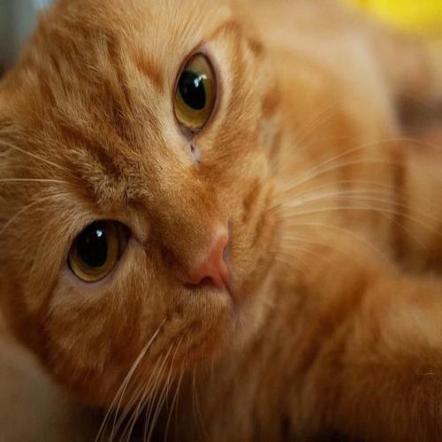 Tolkning av att se en gul katt i en dröm