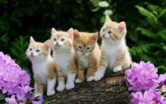 Бачыць у сне котак
