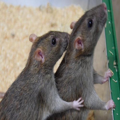 Ratten en muizen in een droom zien