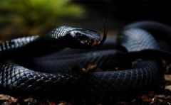Veure una serp negra en un somni
