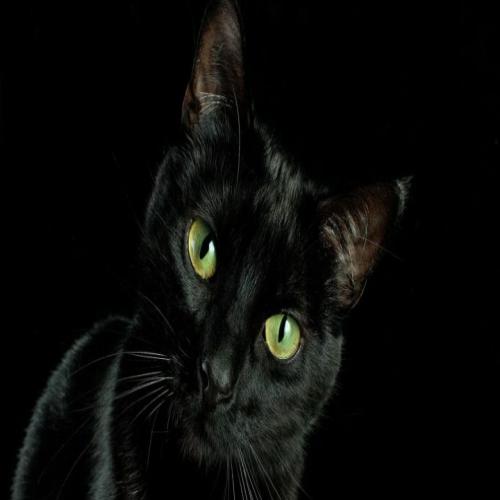 Ver un gato negro en un sueño.