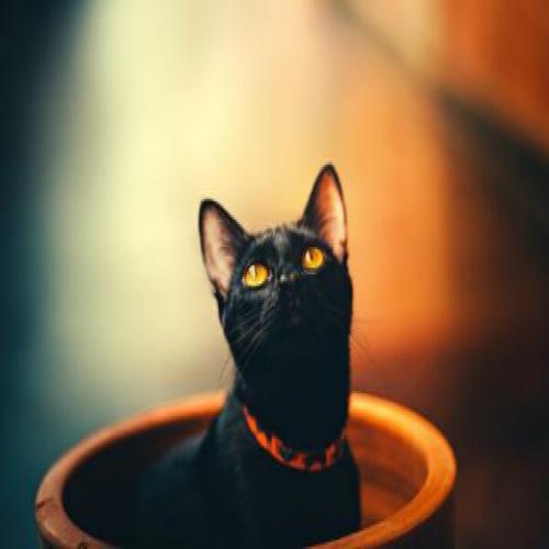 قطة سوداء في المنام