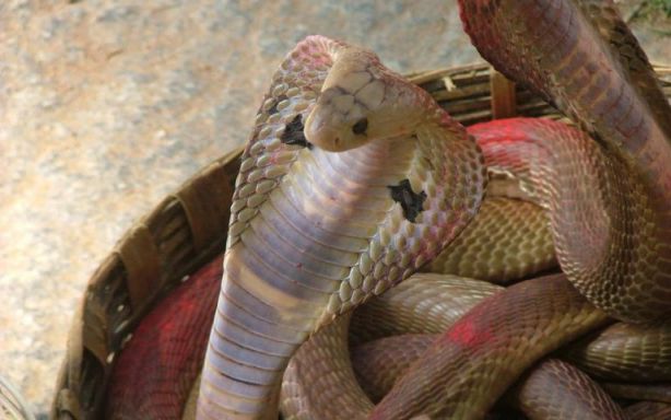 الأفعى في المنام لابن سيرين