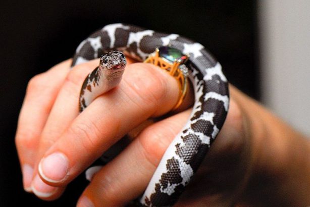 الثعبان الصغير في المنام