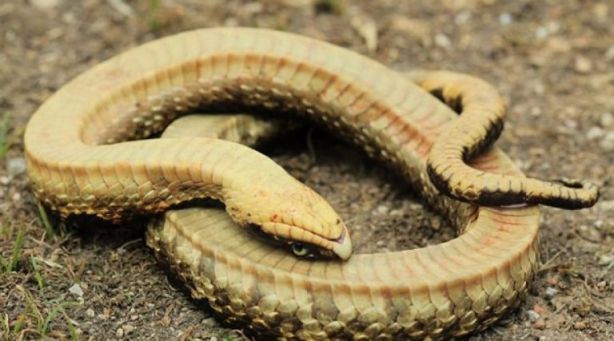 تفسير حلم الثعبان ميت