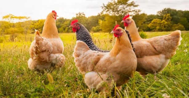 الدجاج في المنام