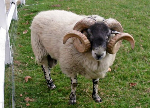 رؤية الخروف الميت في المنام