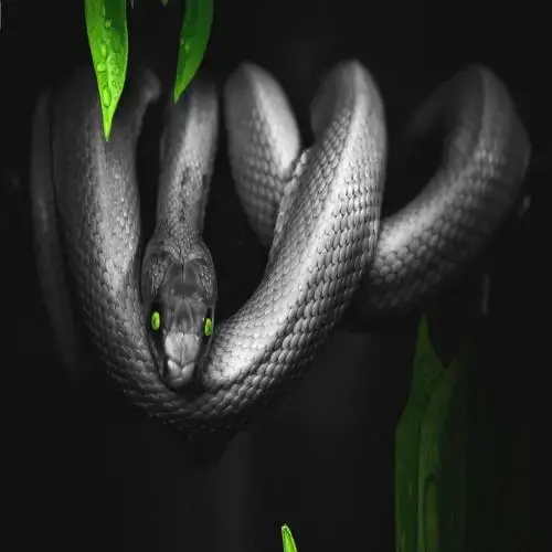 Interpretação de um sonho sobre uma cobra morta