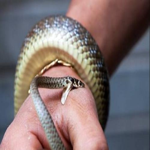 Tolkning av en drøm om et slangebitt i hånden for en gift kvinne