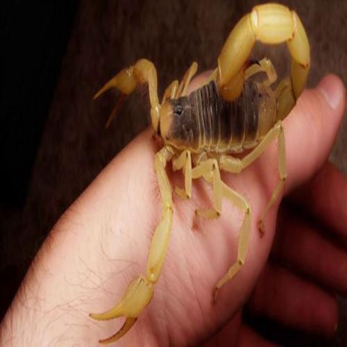 Fortolkning af en drøm om en skorpionsting
