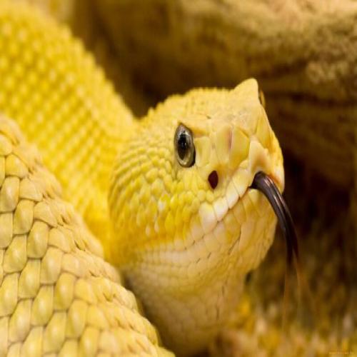 Gele slang in een droom