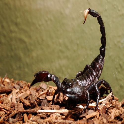 Att se en svart skorpion i en dröm