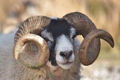 تفسير الكبش في المنام