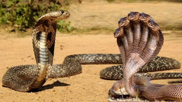 تفسير الأحلام الحية