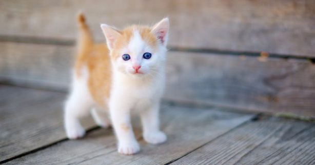 تفسير حلم البسه