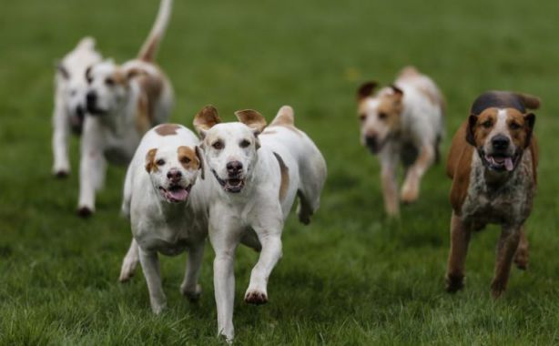 تفسير حلم جري الكلاب ورائي