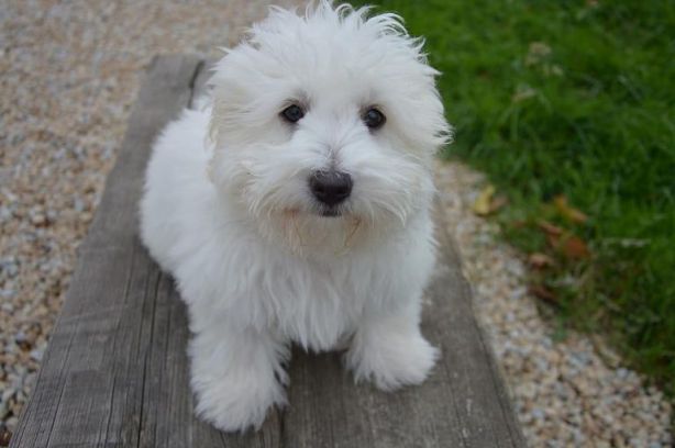 تفسير حلم كلب أبيض