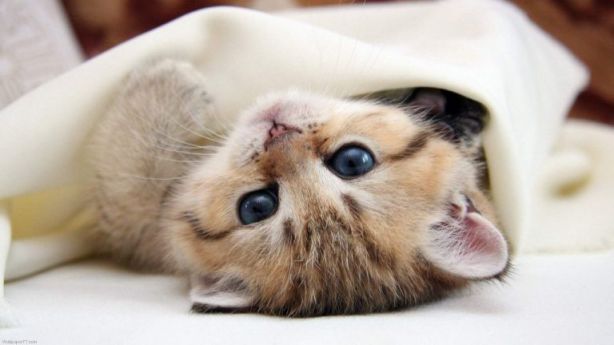 معنى القطة في الحلم