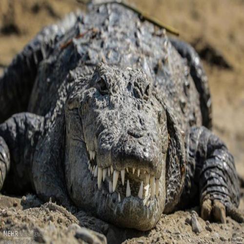 Krokodilo en sonĝo