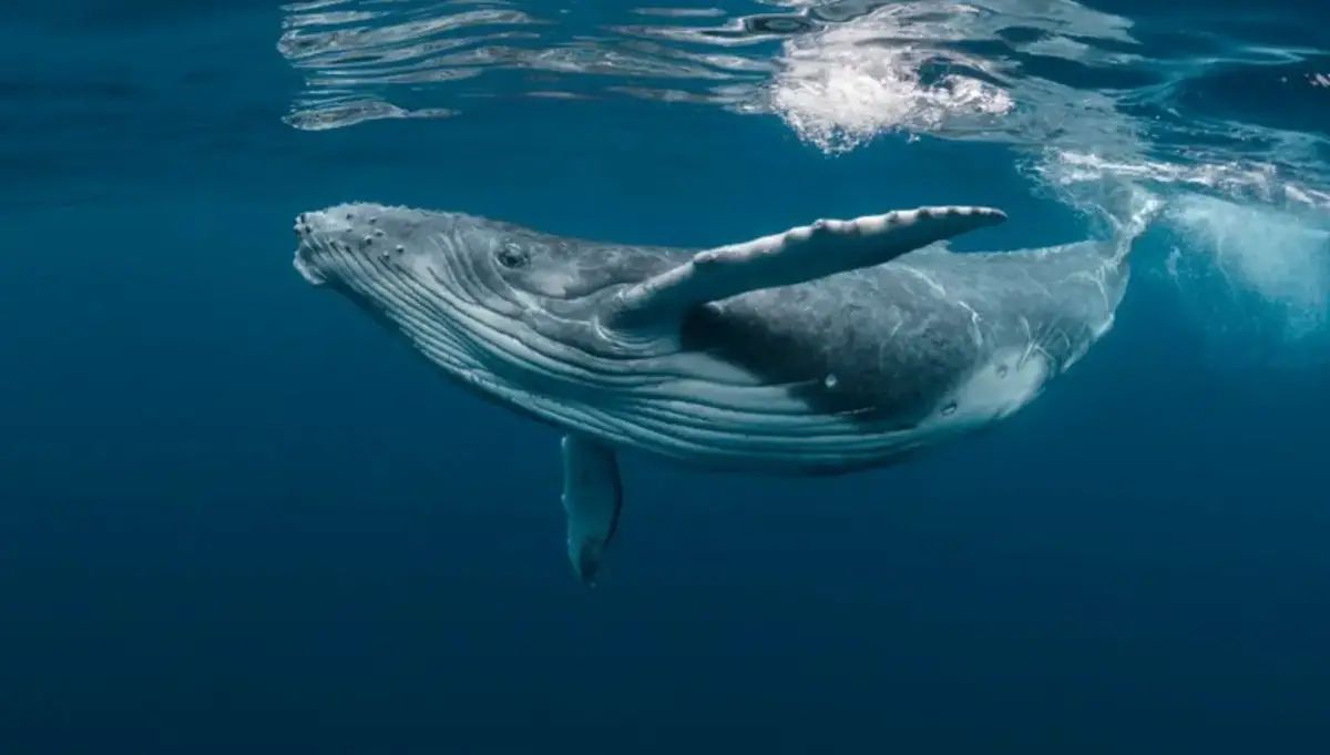 Whale ninu ala