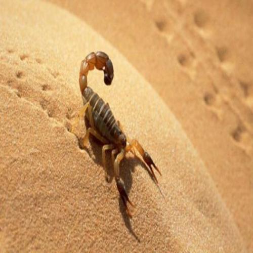 Skorpions sapnī