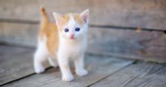 Коти уві сні